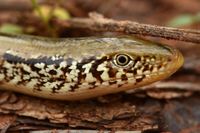 Glass lizard