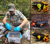 Devin Edmonds & Mantella cowannii