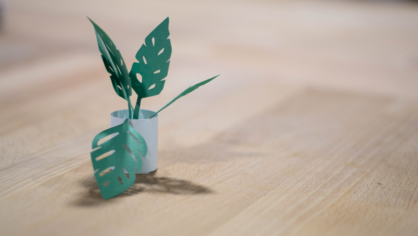 Photograph of a paper plant.