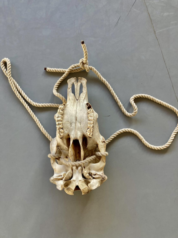 Image of a yellowish white pig skull turned upright with a tweed rope tied through its eye sockets.