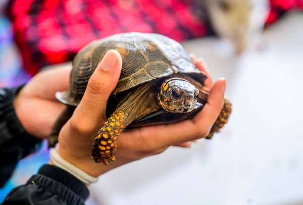 A person holding a small turtle