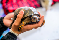A person holding a small turtle