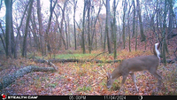 A trail camera photo of a deer standing in a clearing eating grass.