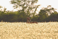 A young deer standing in a tall field.
