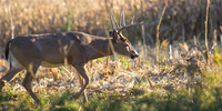 A deer walking through a field.