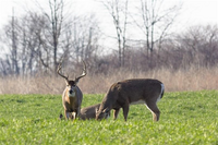 A buck and a doe grazing in an open field near a rock.