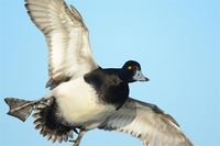 A duck in flight.