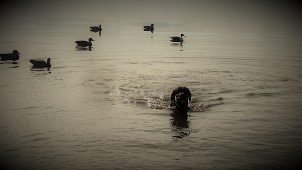 A black dog retrieving a duck from a body of water.