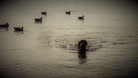 A black dog retrieving a duck from a body of water.