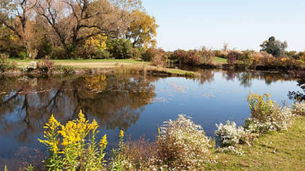 Flowers and trees along the shore of Wolf Lake