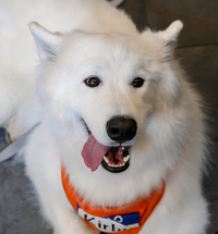 Kirby the therapy dog