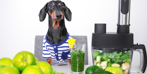 dog with green smooth