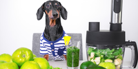 dog with green smooth