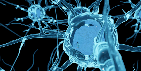 neurology image