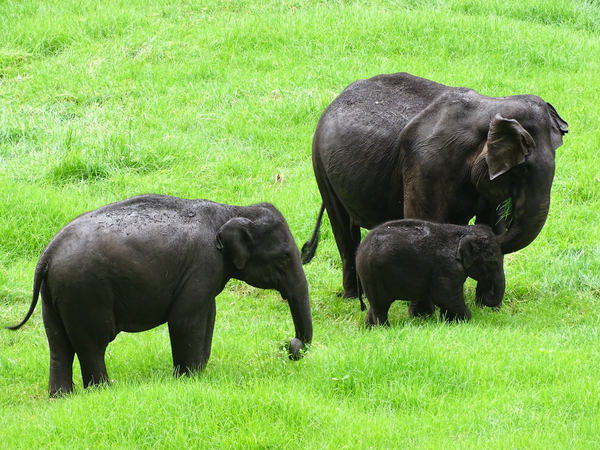Elephants in India