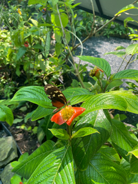 Picture of a butterfly on a leaf