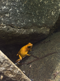 A golden frog on a rock