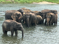 Elephants in Sri Lanka