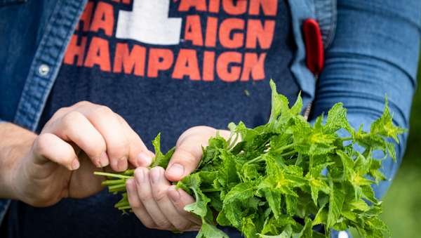 A person in a blue and orange t-shirt holds a bunch of lettuce