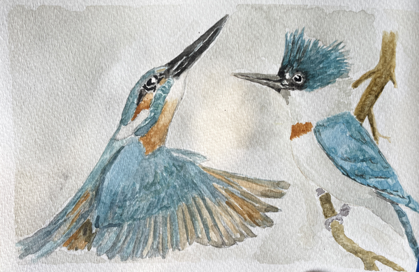 Two orange and blue birds painted with watercolors.