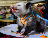 Possum eating vegetables