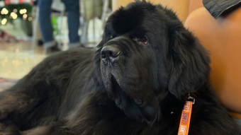 image of black furry dog with an University of Illinois leash