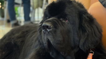 image of black furry dog with an University of Illinois leash