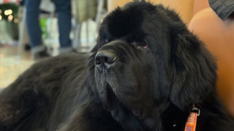 Picture of black dog