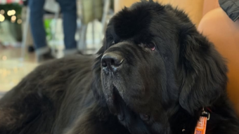 Picture of black dog