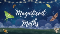 Magnificent Moths event