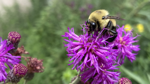 Bee on a purple flower