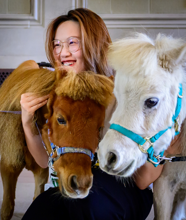 a student interacts with miniature horses
