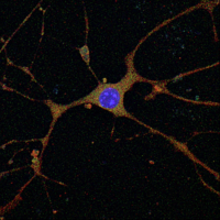 Monica Lannom Defense Image