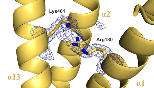 Scientific image of Dr. Hayes' Lipase research