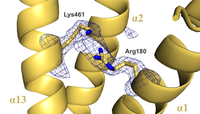Scientific image of Dr. Hayes' Lipase research
