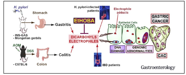 Image from Dr. Keith T Wilson describing gastroenterology: H. pylori-infected patients and AOM presenting with gastritis or colitis